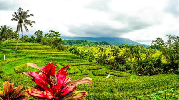 Balinese