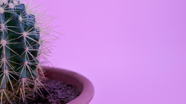 Foto cactus palla su sfondo rosa