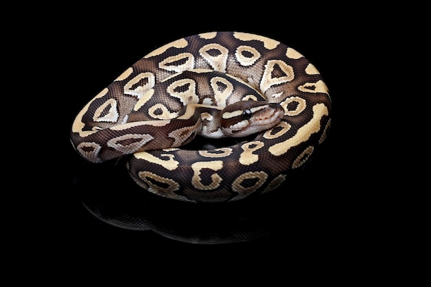 Ball phyton with beautiful skin pattern coiled on the tree branch