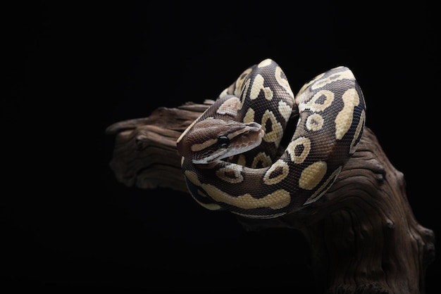 Ball phyton with beautiful skin pattern coiled on the tree branch