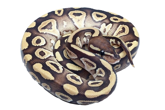 Photo ball python coiled on white background