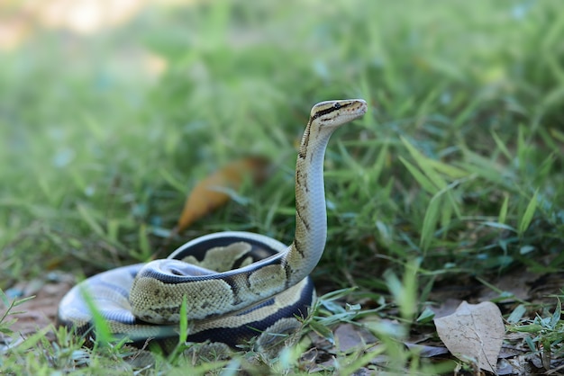 Foto ball python-slang op gras in tropisch bos