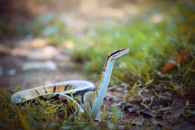 Ball Python-slang op gras in tropisch bos