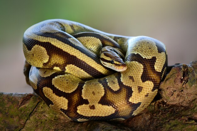 Ball python-slang op gras in tropisch bos