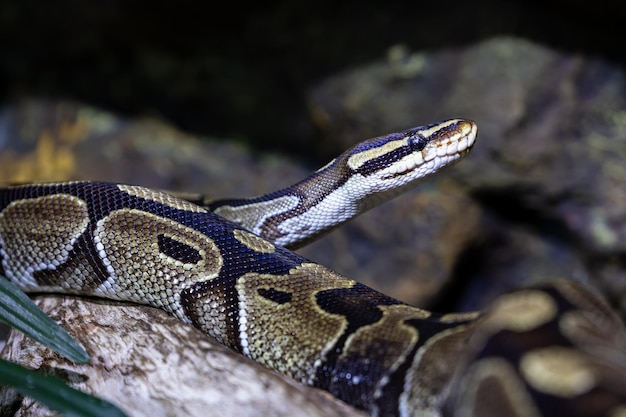 Photo ball python snake reptile and reptiles amphibian and amphibians tropical fauna wildlife and zoology