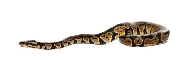 Ball Python