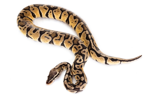 Foto ball python