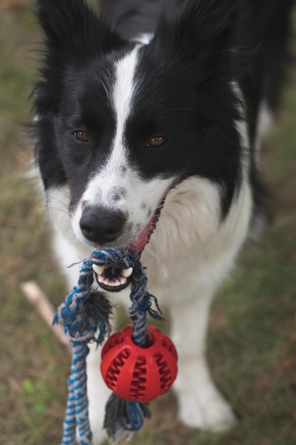 Ball on the rope in the mouth of the white and black dog detail photo Border collie