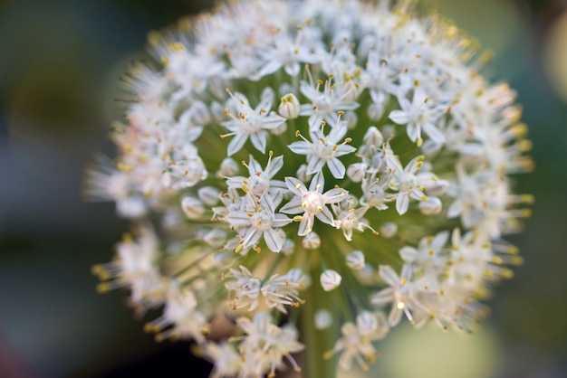 A ball of small white flowers in the sunlight.