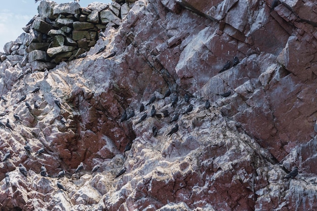 Foto ballestas eilanden paracas ica peru