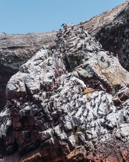 Ballestas eilanden Paracas Ica Peru