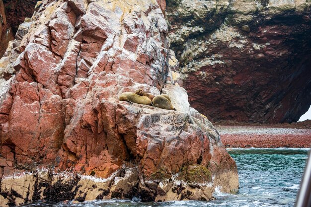 The Ballestas Islands, a group of islands near the city of Pisco, in Peru.