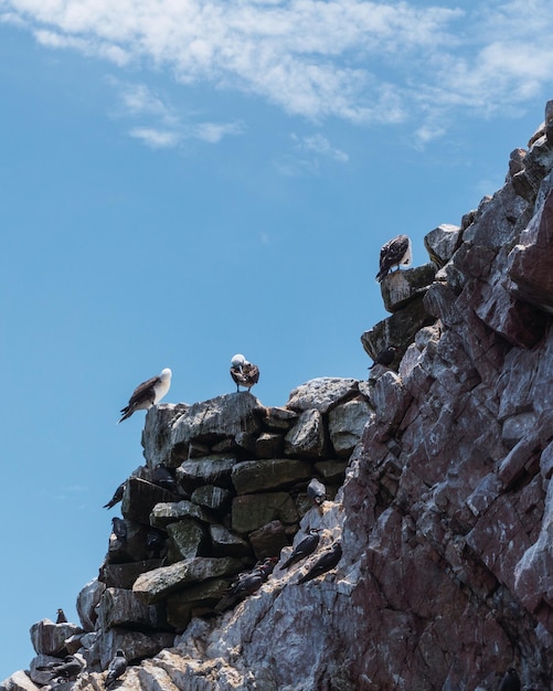 Ballestas islands Paracas Ica Peru