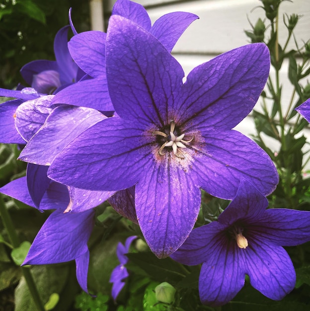 Balloon flower