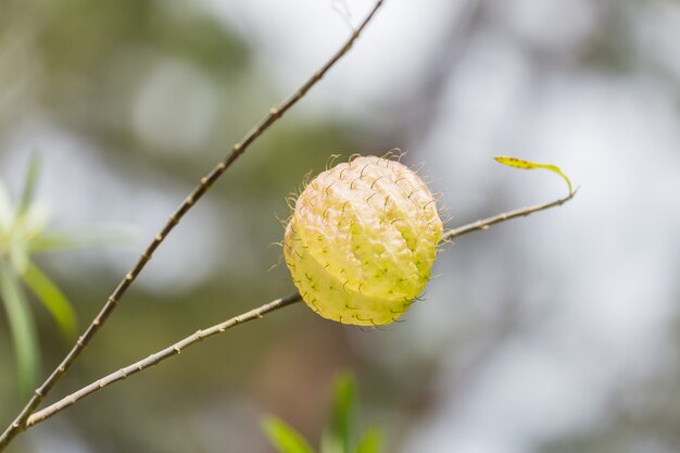 写真 木の上のballoonplantカプセル