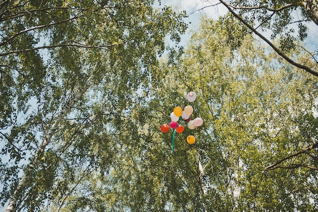 Photo balloons in tree branches 1851