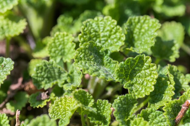 Ballota nigra black horehound young green leaves Honey plants of Europe