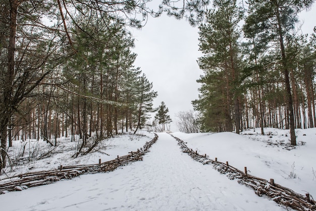 Baltic Sea beach is snowy in winter and there are big waves in the sea. Footpath between winter Baltic Sea s dunes in Saulkrasti in Latvia