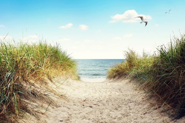 Пляж Балтийского моря с дюнами и видом на океан. Праздничный фон.