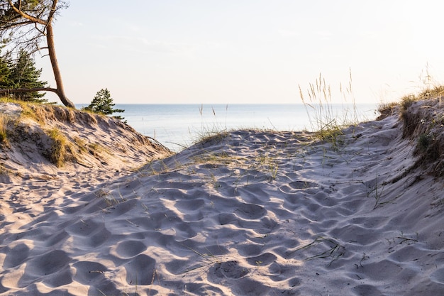 Baltic sea shore with sandy dunes and pine trees. Typical Baltic sea beach landscape