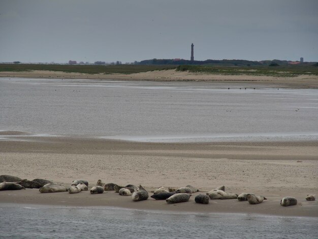 Photo baltrum beach