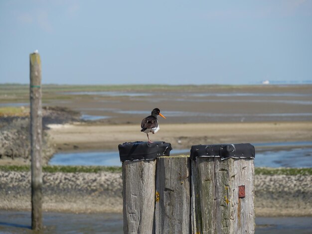 Baltrum island in the north sea