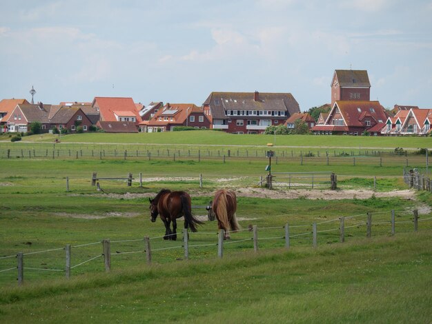 Baltrum island