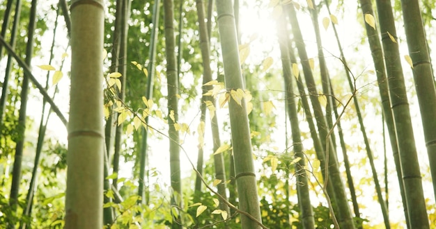 Foto bamboe bomen en planten in een duurzame omgeving ecologie en kalmerend bos in de buitenlucht natuur japanse gebladerte en ecosysteem in de jungle of bossen vreedzaam en reizen op vakantie naar kyoto