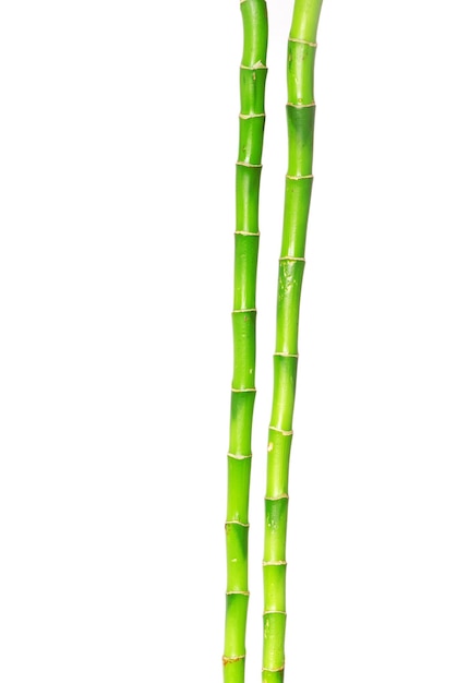 Bamboe geïsoleerd op een witte achtergrond