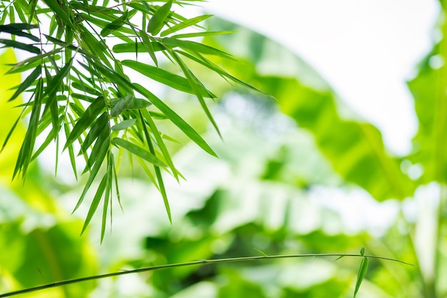 Bamboe groene blad achtergrond