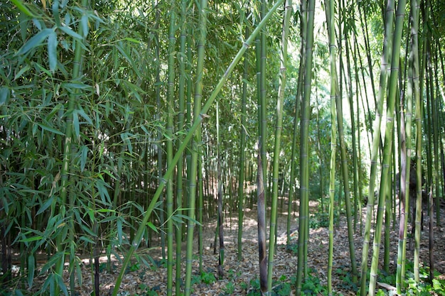 Bamboe in de botanische tuin van Tbilisi