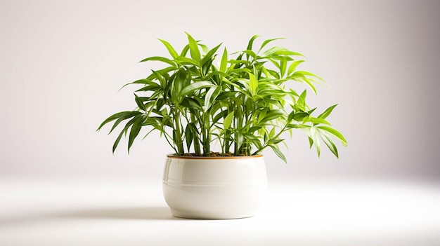 Bamboe plant op een pot op witte achtergrond