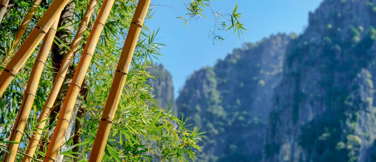 Bamboe takken close-up, op de achtergrond bergen begroeid met bomen op een heldere zomerdag. Provincie Laos