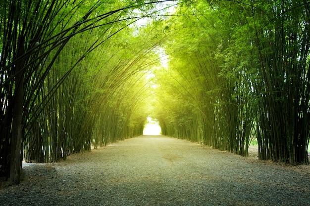 Bamboe tunnel