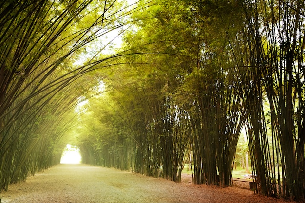 Foto bamboe tunnel