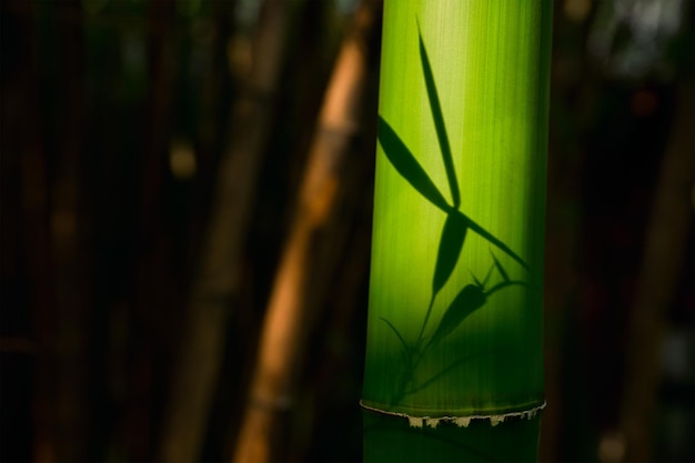 Foto bamboe van dichtbij in een bamboe bosje