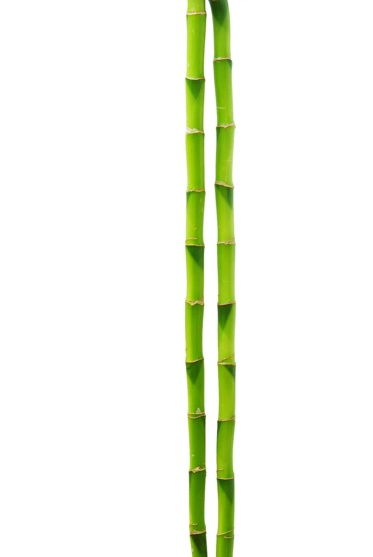Foto bamboe