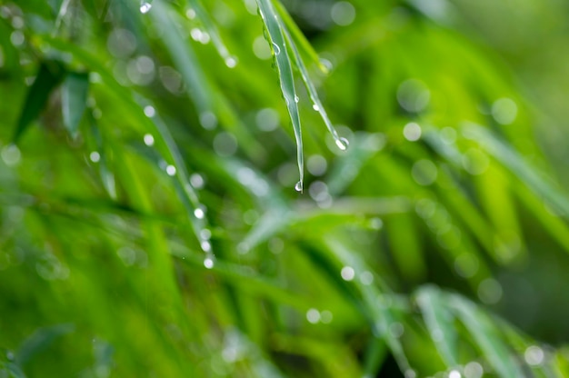 Foto bamboebladeren na het regenen voor natuurlijke achtergrond, ondiepe focus