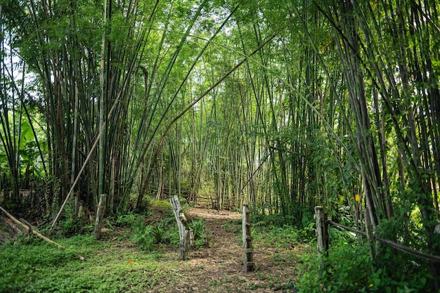 bamboebomen in het natuurpark