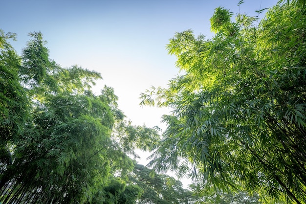 Bamboeboom in de bostuin met randlicht uit de open lucht vertegenwoordigt de frisse en overvloedige natuur in Azië