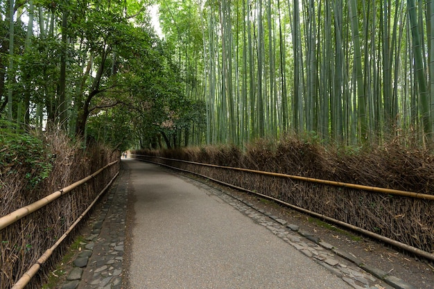 Bamboebos in Arashiyama van Kyoto