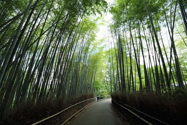 Bamboebos, Japanse bamboe in Kyoto