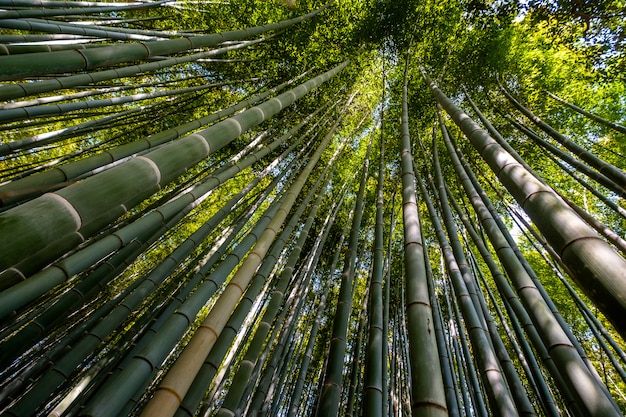 Bamboebos, Kyoto