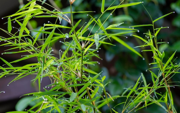 Bamboegroen laat ondiepe focus na het regenen voor natuurlijke computerachtergrond en wallpaper