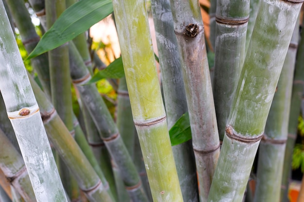 Bamboeplant in de tuin