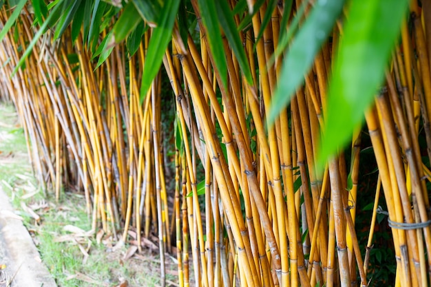 Bamboeplant in de tuin