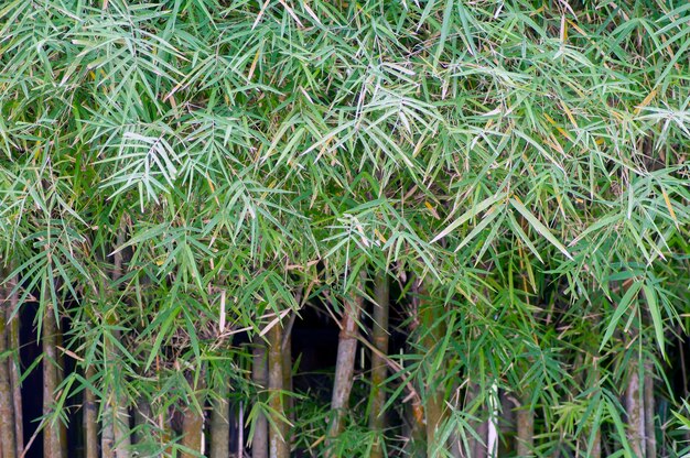 Bamboesplanten Bambusa vulgaris met groene bladeren voor natuurlijk behang