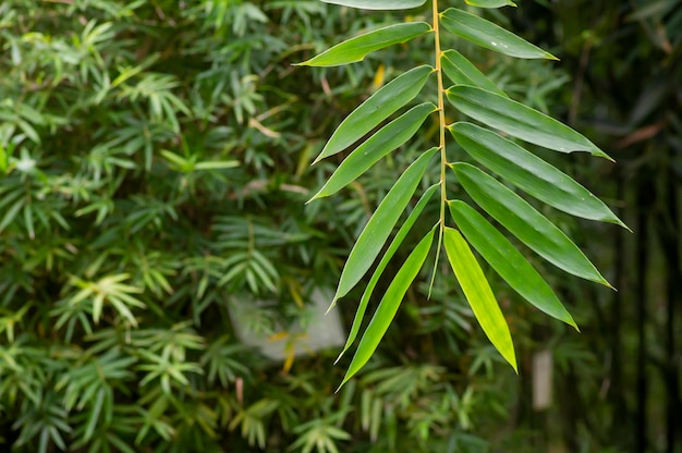 Foto bamboesplanten bambusa vulgaris met groene bladeren voor natuurlijk behang