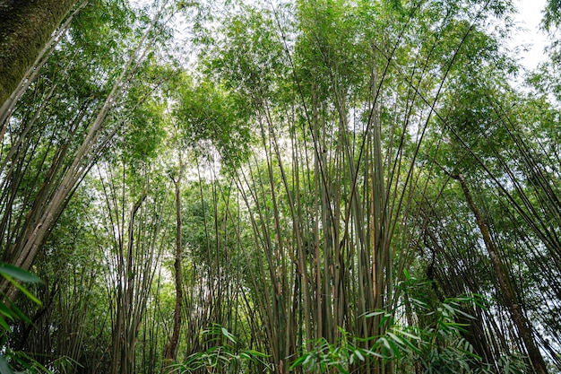 Bamboetuin en bamboebospad in Berastagi - Noord-Sumatra