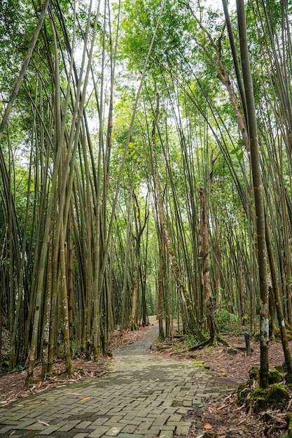 Bamboetuin en bamboebospad in Berastagi - Noord-Sumatra